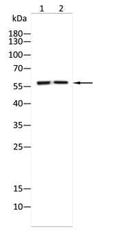 SLC1A5 Antibody
