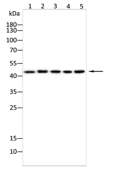 LEF1 Antibody