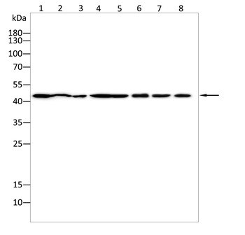LEF1 Antibody