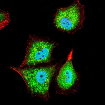 LEF1 Antibody