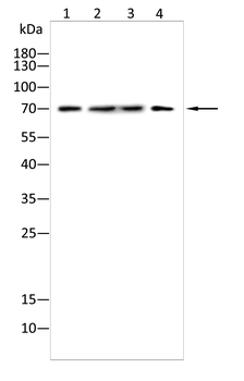 LEF1 Antibody