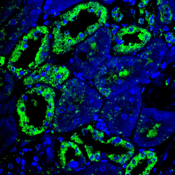 VSIG4 Antibody
