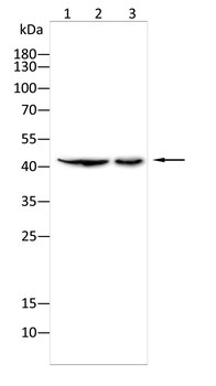 VSIG4 Antibody