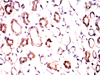 VSIG4 Antibody