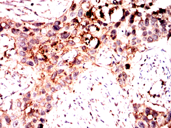 VSIG4 Antibody