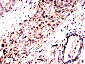 VSIG4 Antibody