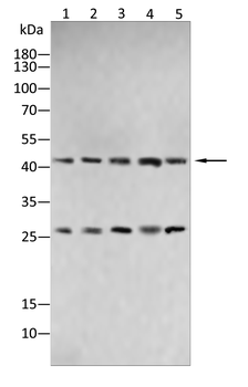 VSIG4 Antibody