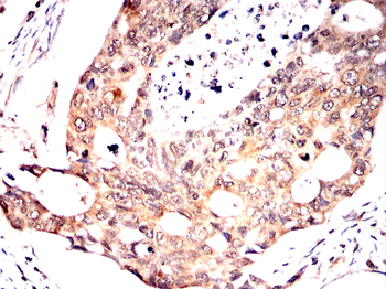 SDCBP Antibody