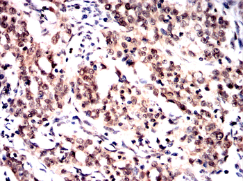 SOX17 Antibody