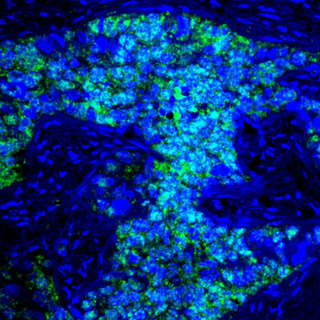 SOX17 Antibody