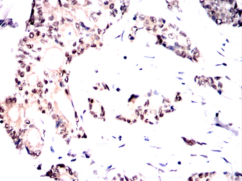 SOX17 Antibody