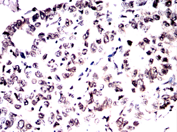 SOX17 Antibody