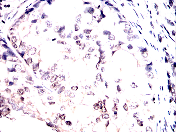SOX17 Antibody