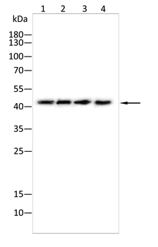 SOX17 Antibody