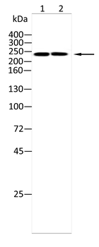 TNC Antibody