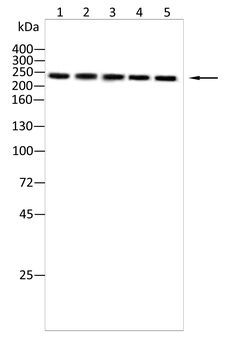 TNC Antibody