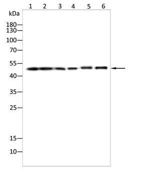 RXRA Antibody