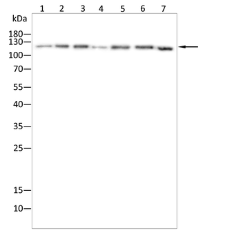 PLCB1 Antibody