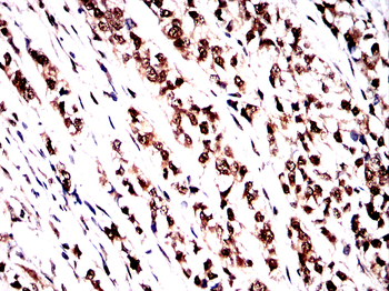 SP1 Antibody