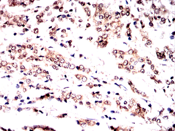 SP1 Antibody