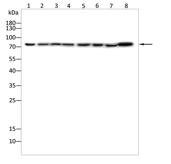 SP1 Antibody
