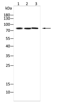 SP1 Antibody