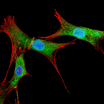 HDAC7 Antibody