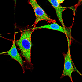 GCGR Antibody