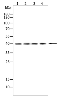 GCGR Antibody