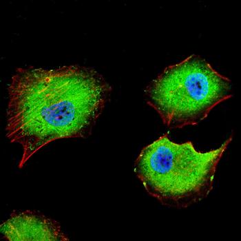 GCGR Antibody