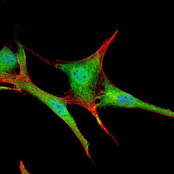 PTBP1 Antibody