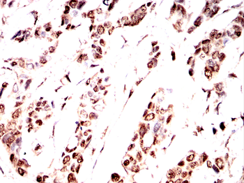 PTBP1 Antibody