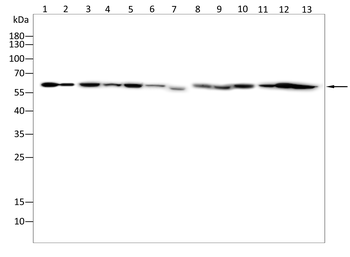 PTBP1 Antibody