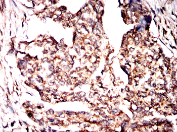 SCGN Antibody