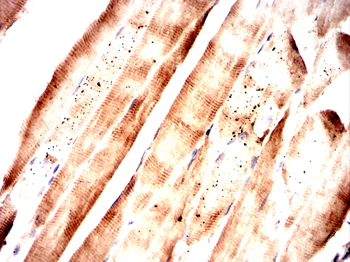 SCGN Antibody