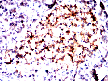 SCGN Antibody