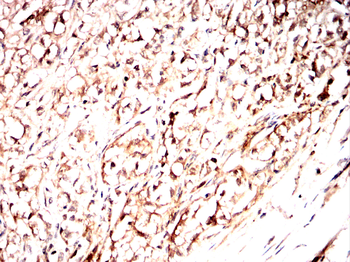 SCGN Antibody