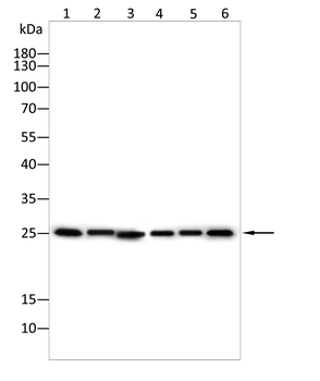 SCGN Antibody