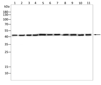 SCGN Antibody