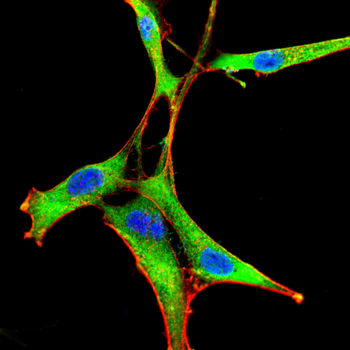 COIL Antibody