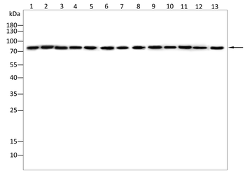 COIL Antibody