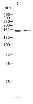 ATAD2 Antibody