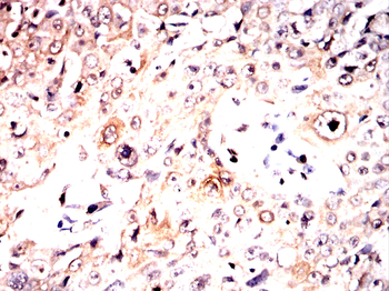 LIPE Antibody