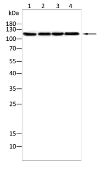LIPE Antibody