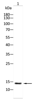 TNFRSF12A Antibody