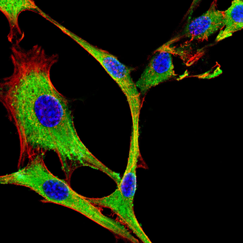 SNAP25 Antibody
