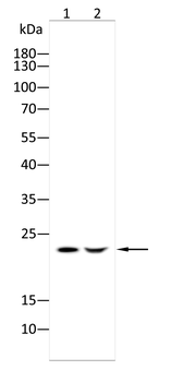 SNAP25 Antibody