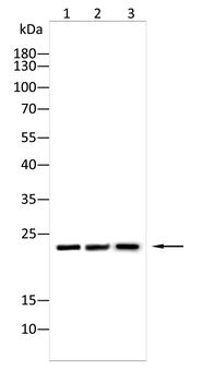 SNAP25 Antibody
