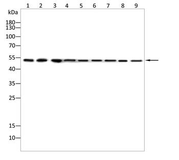 FADS1 Antibody