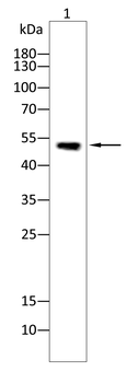 FADS1 Antibody